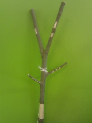 bricolage sur la nature