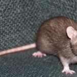 Le rat