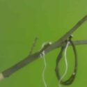 Fabriquer un bilboquet avec une branche