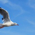 Petit jeu nature : air terre mer