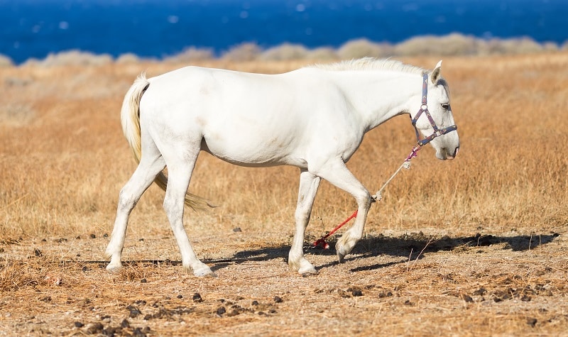 Complainte du petit cheval blanc