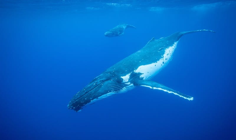 poème sur les baleines