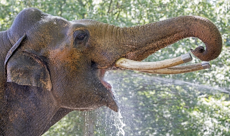 poème éléphant