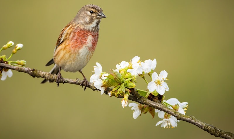 linotte poème