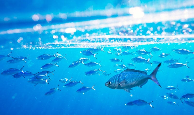 maman des poissons poème