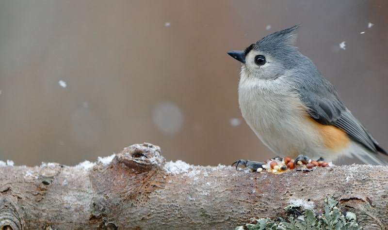 poème sur les oiseaux