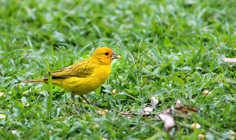 poème oiseau canaris