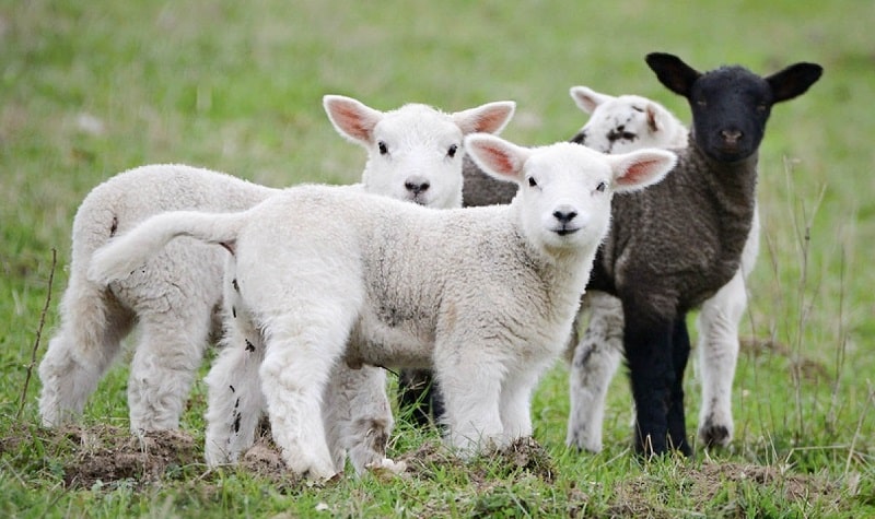 poème petit mouton noir