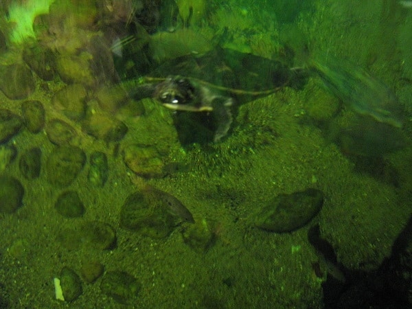 aquarium st malo