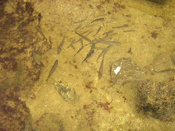 aquarium de saint malo