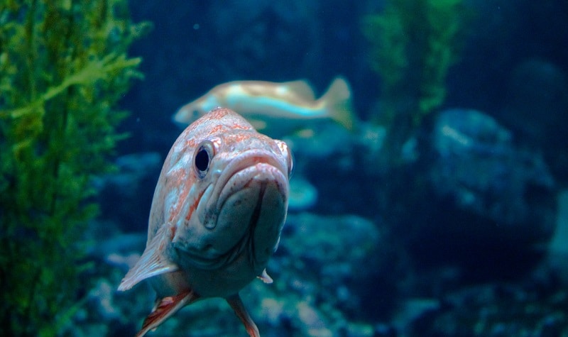 aquarium st malo