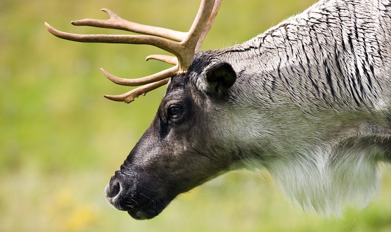 poème caribou