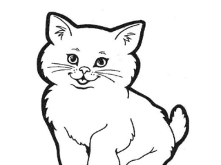 dessin chat