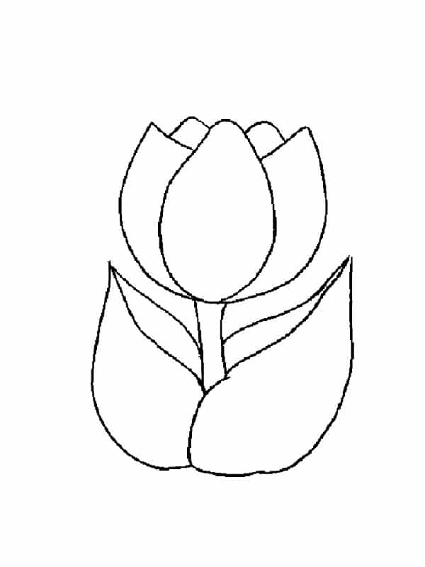 coloriage tulipe