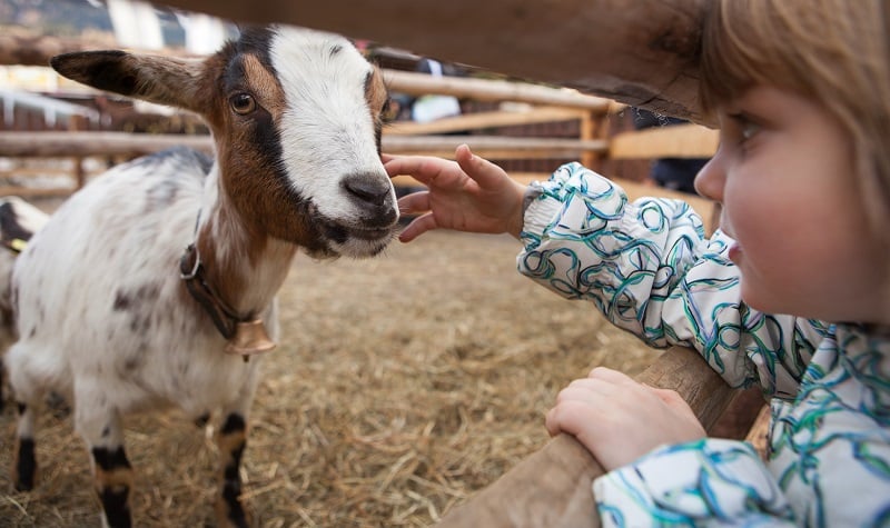 comment faire découvrir les animaux aux enfants