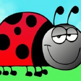 Coloriage coccinelle : 20 dessins à imprimer