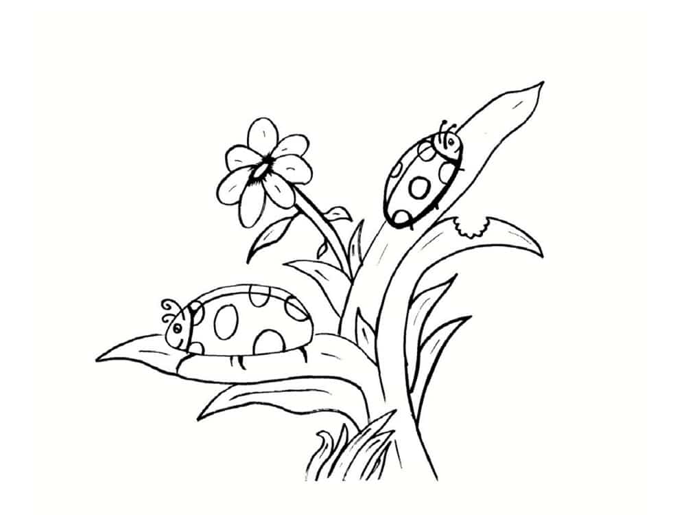 coloriage coccinelle 20 modeles a imprimer