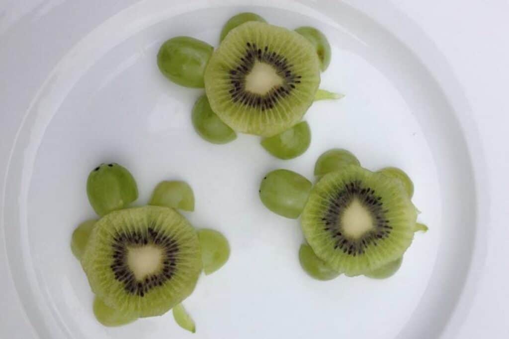 tortue kiwi