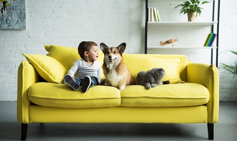 meilleurs animaux de compagnie pour enfant