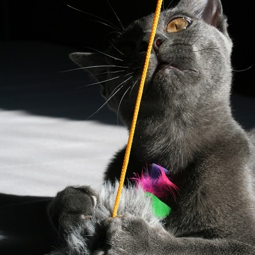 jeux pour chat et enfant