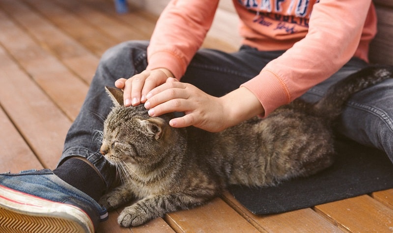 jeux enfant et chat