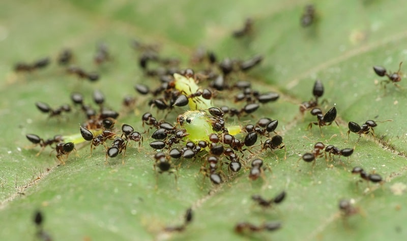 Les fourmis, activités pour enfants 