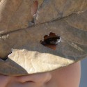 Jeu nature : l’alchimiste