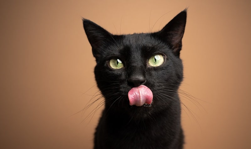 La superstition du chat noir