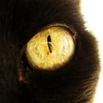 supersition chat noir