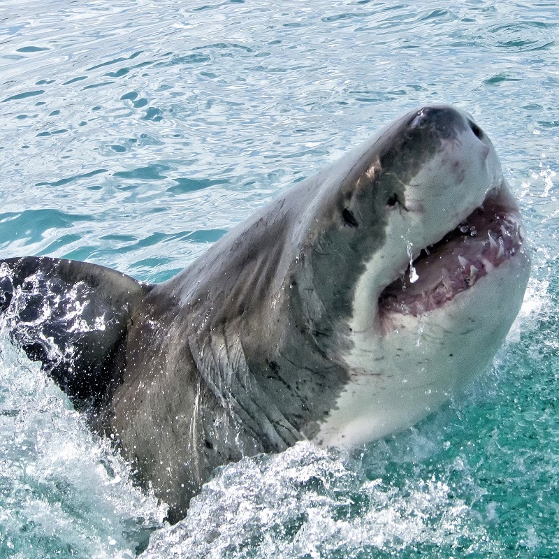 grand requin blanc