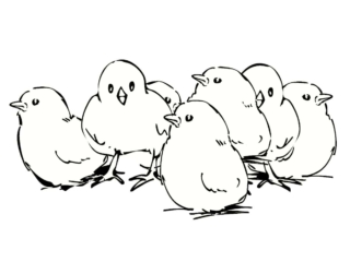 poussins coloriage