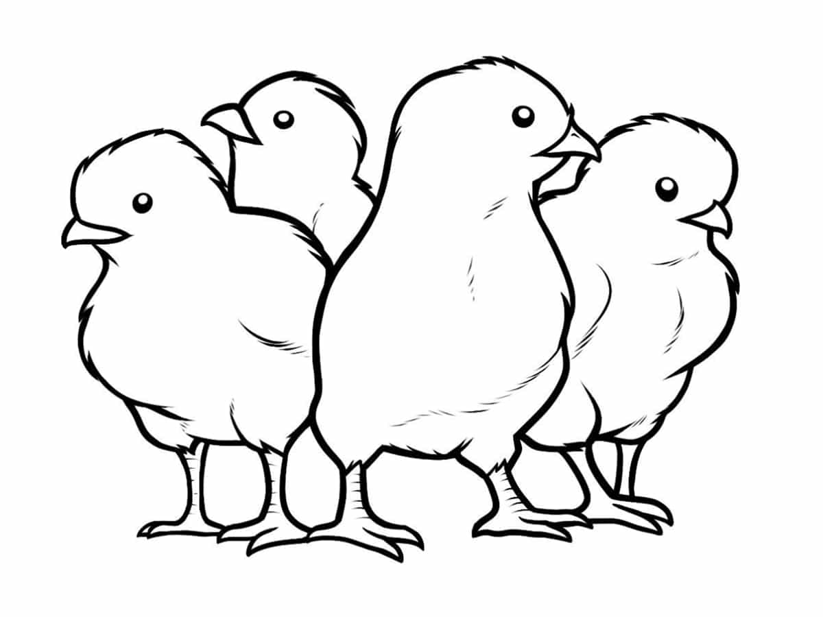 Coloriage poussin : 30 dessins à imprimer gratuitement