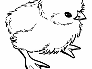 coloriage poussin
