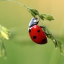 Faits sur les coccinelles : 20 faits amusants à raconter aux enfants