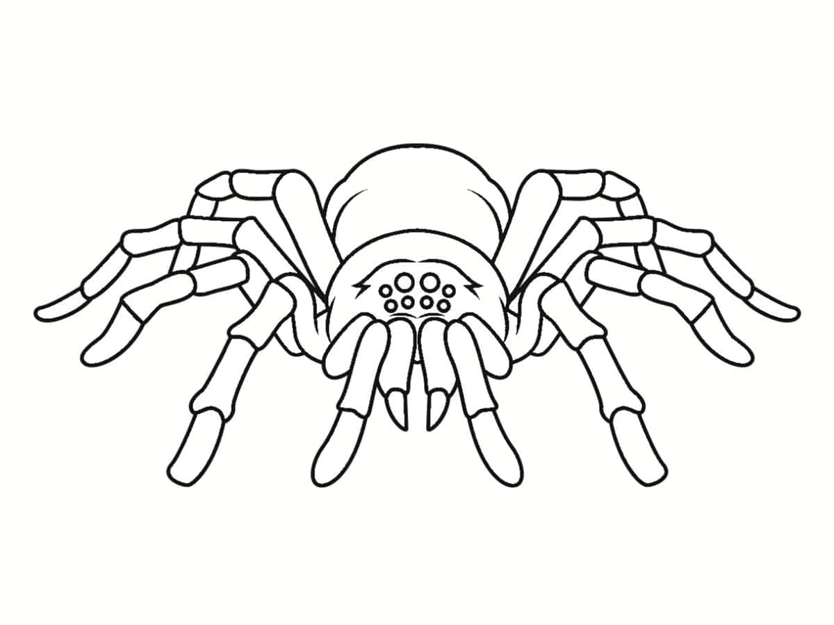 coloriage araignee 30 dessins a imprimer gratuitement de formes adultes