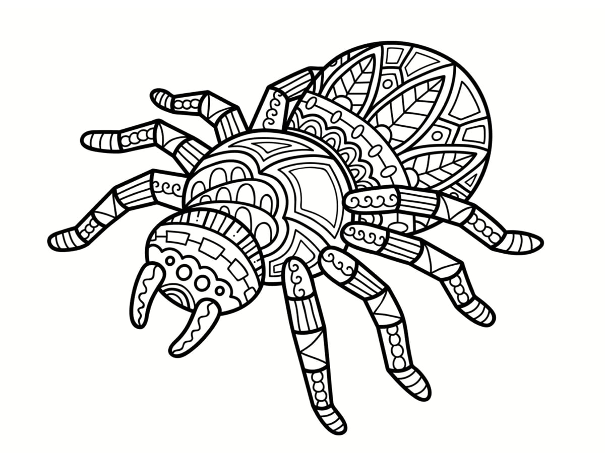 coloriage stylisé araignée