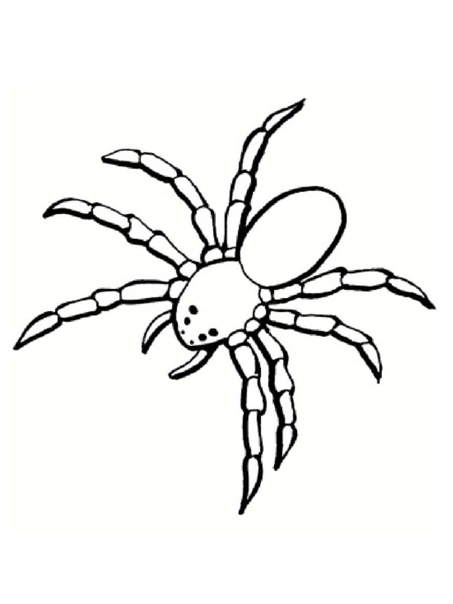 dessin d'araignée