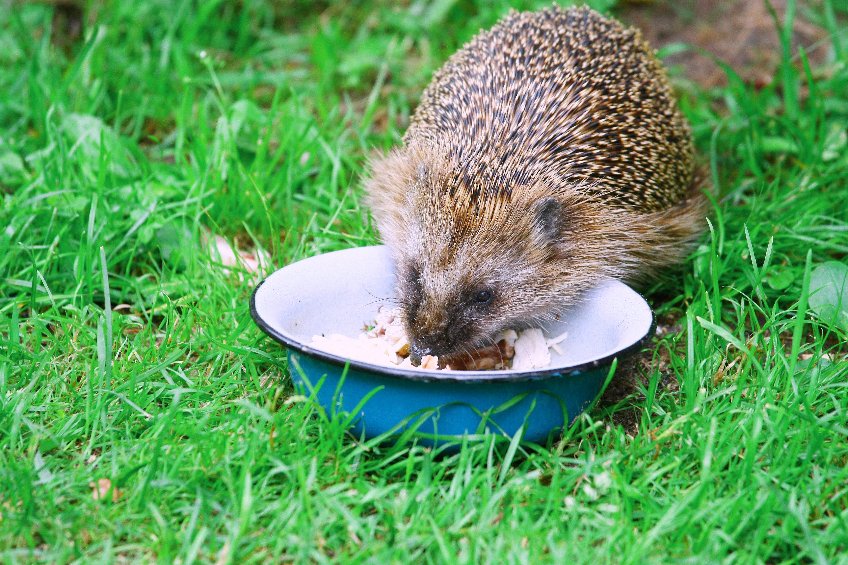 hérisson qui mange