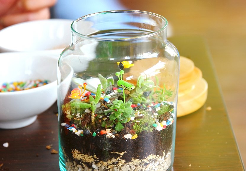 terrarium en pot