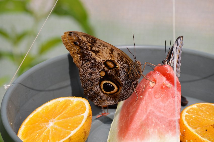 comment attirer la faune dans le jardin