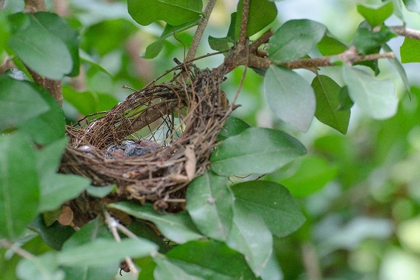 nid dans un arbre