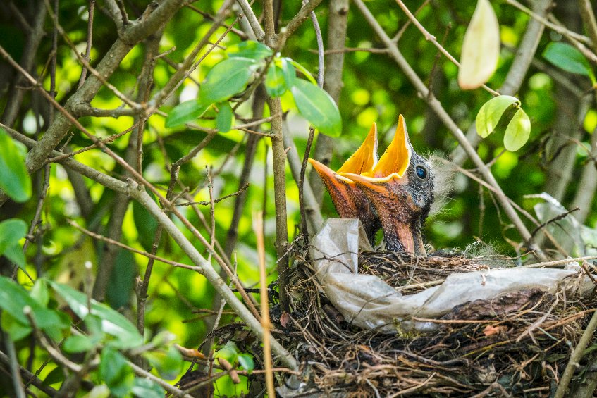 nid oiseaux haie