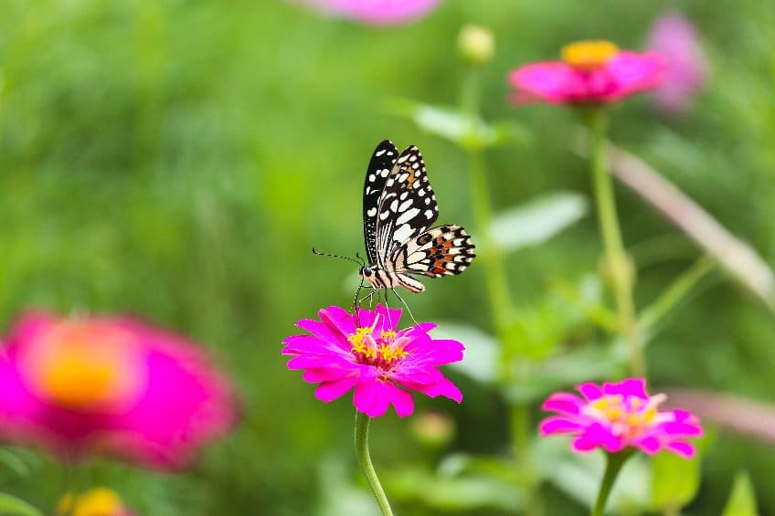 attirer la faune avec des fleurs