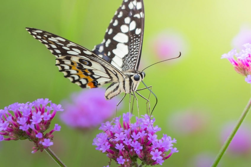 papillon fleur