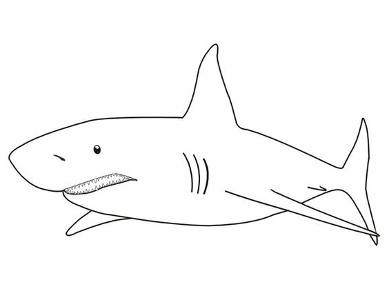 coloriage requin