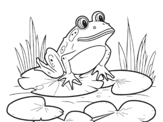 coloriage crapaud (16) dessin de crapaud