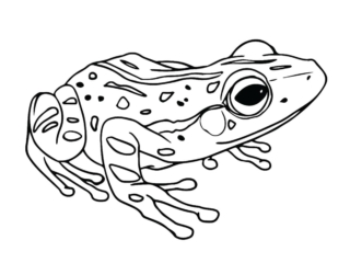 coloriage crapaud (22) coloriage crapaud