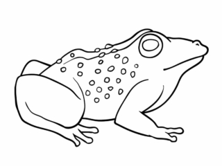 coloriage crapaud (25) crapaud noir et blanc