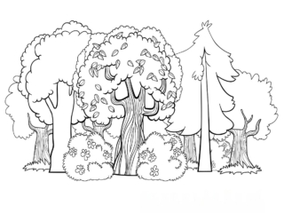 coloriage forêt (12) coloriage de forêt