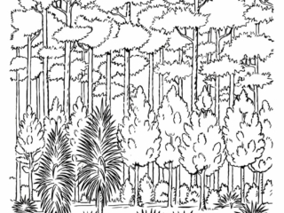 coloriage forêt (3) dessin forêt